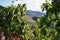 Green grape leaves on the background of mountainous valley