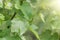 Green grape leaves and mustache, spring background