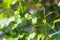 Green grape leaves and mustache, spring background