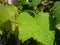 Green grape leaves with unripe fruit