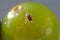 Green grape with spider