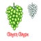 Green grape vector sketch isolated fruit berry