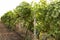 Green grape vines growing in vineyard