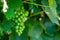 Green grape Vitis vinifera