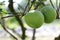 Green grapefruit growing on tree in garden