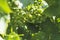 green grapes in the garden, close-up, selective focus, tinted image, growing different varieties of grapes in your