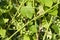 green grapes in the garden, close-up, selective focus, tinted image, growing different varieties of grapes in your