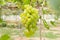 Green Grapes in Grape Garden or Vineyard Center of Frame