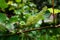 Green grapes growing on the grape vines. Unripe bunch of grapes on tree. Close up. Vineyard in sunny day.