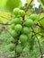 Green Grapes Ready For Picking in Spring