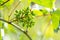 Green grapes ripening on a wine branch in spring