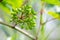 Green grapes ripening on a wine branch in spring