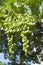 Green Grapes on the Vine