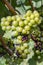 Green grapes at vine growing in the vineyard in the Rheingau area in Germany