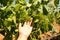 Green grapes on the vine with translucent blue sky