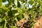 Green grapes on the vine with translucent blue sky