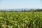 Green grapes on the vine with translucent blue sky