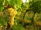 Green grapes on a vineseasonal food concept. Vineyards at sunset in autumn harvest. Ripe grapes in fall. Grape harvest. Blue grape