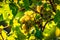 Green grapes on vineyard over bright green background. Sun flare
