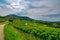 Green grapevine in BÃ¼hl, Black Forest, Germany, on a  summer day with a dark sky and dark clouds