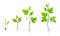 Green Grapevine Growing with Sprout and Young Plant with Roots for Planting Vector Set