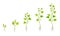 Green Grapevine Growing with Sprout and Young Plant with Roots for Planting Vector Set