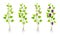 Green Grapevine Growing with Sprout and Young Plant with Roots for Planting Vector Set