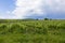 Green grapevine near Urlati village