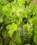 Green Grapevine Plant