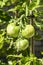 Green grapevine tomatoes. Green unripe tomatoes on the bush