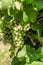 Green Grapevines on the grapevine