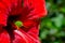 Green grashopper on red flower