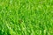 Green grass. Abstract, purity. Beautiful Fresh Green Grass Background