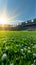 Green grass adorns soccer stadium arena, creating picturesque backdrop