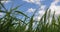 Green grass against the sky and white clouds