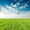 green grass agriculture field and sunset in blue sky