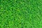 Green grass arachis repens
