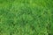 Green grass as herbal texture