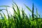 Green grass in back light with blue sky and sun