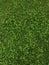 Green grass background