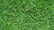 Green grass background