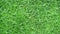 Green grass background