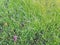 Green grass background