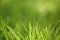 Green grass background