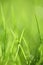 Green grass background