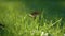 Green grass background closeup. Dry brown leaf lying ground on bright sunlight.