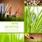 green grass background - collage