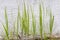 Green grass on the background of a concrete wall. Sprouts of hope. Close-up. Background. Space for text