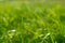 Green grass background. green grass background with sun beam