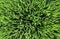 Green grass background. green grass texture, Abstract